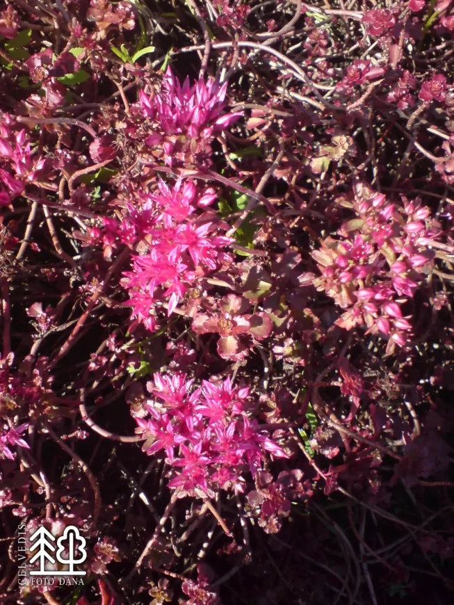 Sedum spurium